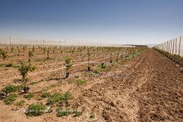 Image du Maroc Professionnelle de  Des fermes de grandes dimensions avec des terres agricoles qui ont profité de l’épierrage, d'un tri et enfin du broyage des roches cela a permis de créer des champs de grandes dimensions que l’on a divisés en zones séparées par des filets dans le but de les protéger contre l'action du vent. Avant de procédé à la plantation des orangers on avait équipé le sol d’un système moderne d'arrosage qui laisse passer l’eau petit à petit, dit "goutte à goutte" dans une nouvelle ferme moderne à Chichaoua, Mardi 27 Février 2007. (Photo / Abdeljalil Bounhar) 